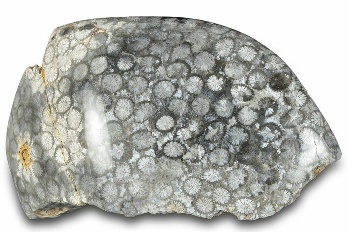 Polished Fossil Coral Head - Indonesia #293840